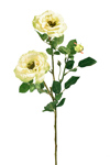 ZAROS Triantafullo ''Isabel'' X 3 se xroma Lime MS364