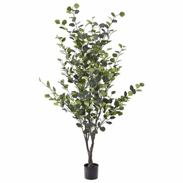 Iliadis Δέντρο Ευκάλυπτος 180cm σε Γλάστρα 80900