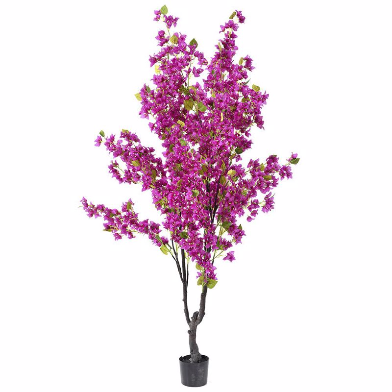 Γλάστρες - Ζαρντινιέρες agiovlasitishome - ΣΗΜΑΝΤΙΚΟ: Σε περίπτωση διαφοράς τιμής από το κατάστημα ισχύει παντα και μόνο η τιμή του καταστήματος Iliadis Δέντρο Βουκαμβίλια Φούξια σε Πλαστική Γλάστρα 2