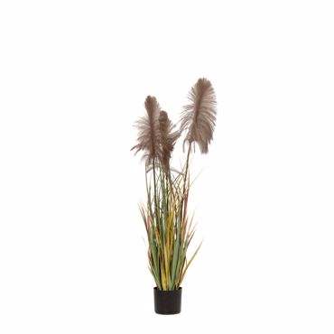 Iliadis Φυτό Pampas Grass Καφέ x3 Φ15x125cm σε Μαύρη Πλαστική Γλάστρα 85070