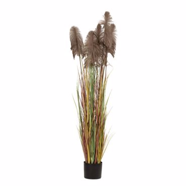 Iliadis Φυτό Pampas Grass Καφέ Φ23x220cm σε Μαύρη Πλαστική Γλάστρα 85072