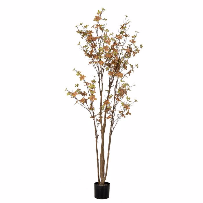 Iliadis Futo Enkianthus 170cm me 310 Fulla se Plastiko Kaspo F15x12.5cm 89787