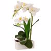 Iliadis Lefki Orxidea se Lefko Keramiko Kaspo 43cm 89987