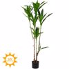 Iliadis Kordelina Futo me UV kai Fire Protection (Bradukafsto) 60x60x160cm 92193