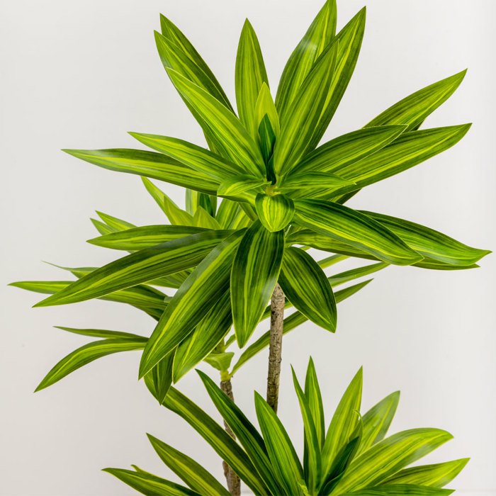 Liberta-Maison Fatsia Dentro Texnito Se Gastra 110cm ufasma Prasino PVC 031320