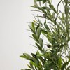 Liberta - Maison OLIVE TREE Dentro se Gastra ufasma Prasino PVC 180cm 031321