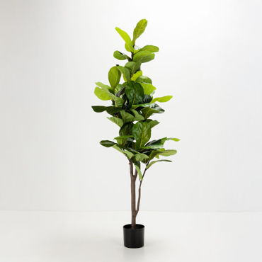 Liberta - Maison FICUS PANDURATA Δέντρο σε Γλάστρα Ύφασμα Πράσινο PVC 180cm 031329