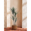 Liberta - Maison YUCCA Dentro Texnito se Gastra 130cm PE Prasino 032219