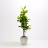 Liberta-Maison Kanche Gastra Set 2tmx 48x48x39cm Keramiko Bez Mavro 032436