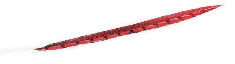 Γλάστρες - Ζαρντινιέρες agiovlasitishome - ΣΗΜΑΝΤΙΚΟ: Σε περίπτωση διαφοράς τιμής από το κατάστημα ισχύει παντα και μόνο η τιμή του καταστήματος Φτερό Κοκκίνο 70εκ FTE214K6 Espiel