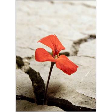 Ρόλερ με Ψηφιακή Εκτύπωση 'Red Flower' Α1501