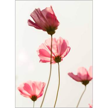 Ρόλερ με Ψηφιακή Εκτύπωση 'Cosmos Flowers' Α1515