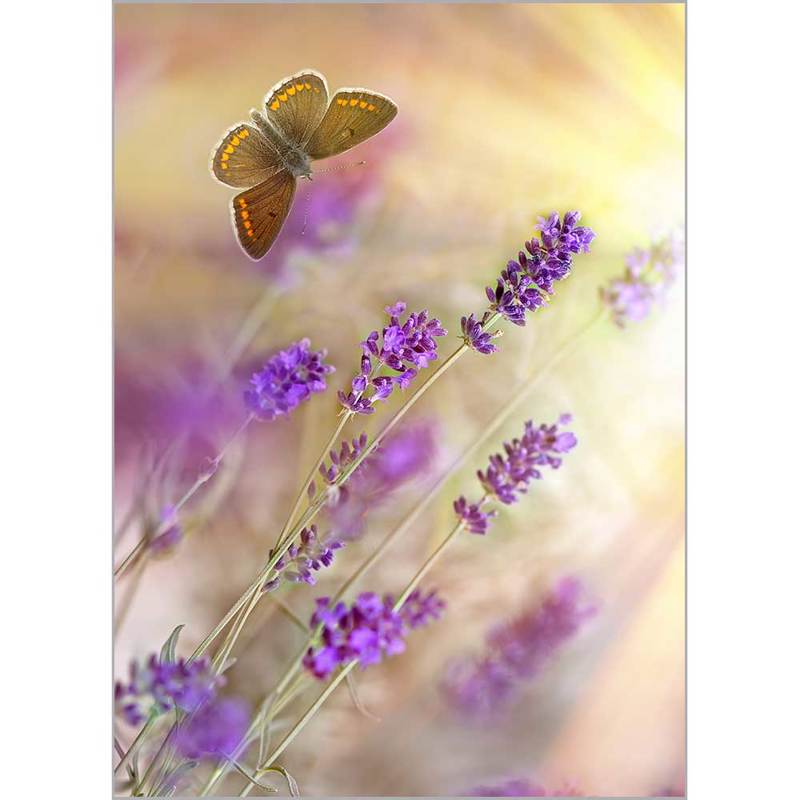 Κουρτίνες, στόρια agiovlasitishome - ΣΗΜΑΝΤΙΚΟ: Σε περίπτωση διαφοράς τιμής από το κατάστημα ισχύει παντα και μόνο η τιμή του καταστήματος Ρόλερ με Ψηφιακή Εκτύπωση 'Πεταλούδα' Α1517