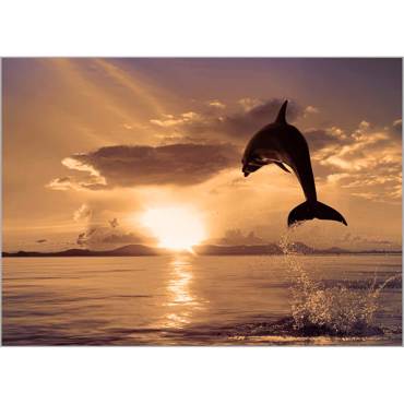 Ρόλερ με Ψηφιακή Εκτύπωση 'Δελφίνι' Α1801