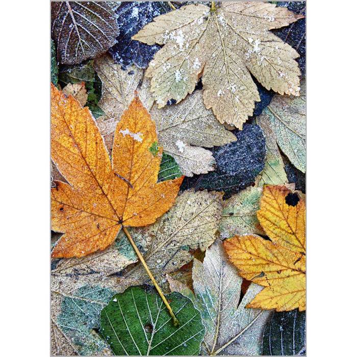 Roler me Psifiaki Ektuposi 'Autumn Leaves' A1807