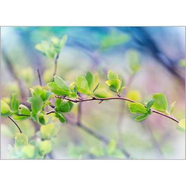 Ρόλερ με Ψηφιακή Εκτύπωση 'Spring Leaves' Α1826