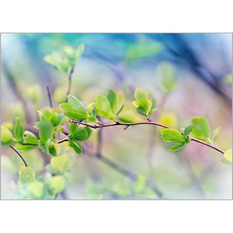 Κουρτίνες, στόρια agiovlasitishome - ΣΗΜΑΝΤΙΚΟ: Σε περίπτωση διαφοράς τιμής από το κατάστημα ισχύει παντα και μόνο η τιμή του καταστήματος Ρόλερ με Ψηφιακή Εκτύπωση 'Spring Leaves' Α1826