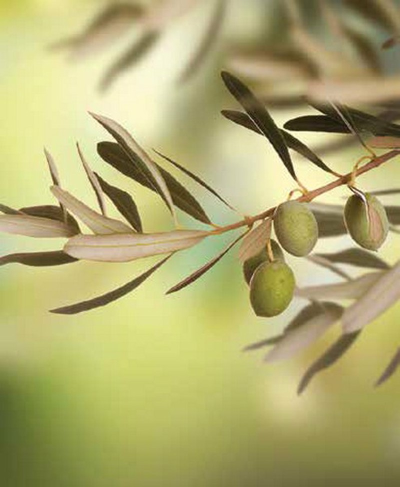 Ρόλερ με Ψηφιακή Εκτύπωση ''Olive Leaf'' E302