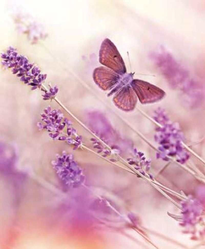 ΡΟΛΕΡ ΜΕ ΨΗΦΙΑΚΗ ΕΚΤΥΠΩΣΗ 'ΠΕΤΑΛΟΥΔΑ ΚΑΙ ΛΕΒΑΝΤΕΣ' E181