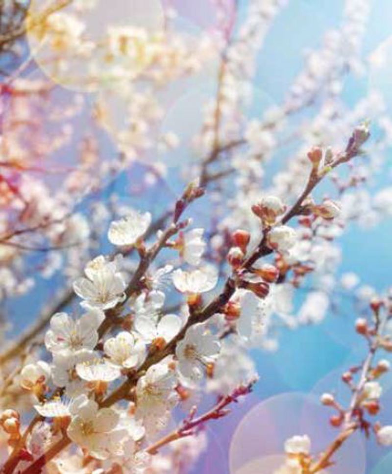 Κουρτίνες, στόρια agiovlasitishome - ΣΗΜΑΝΤΙΚΟ: Σε περίπτωση διαφοράς τιμής από το κατάστημα ισχύει παντα και μόνο η τιμή του καταστήματος Ρόλερ με Ψηφιακή Εκτύπωση 'Ανθισμένα Κλαδιά' E187