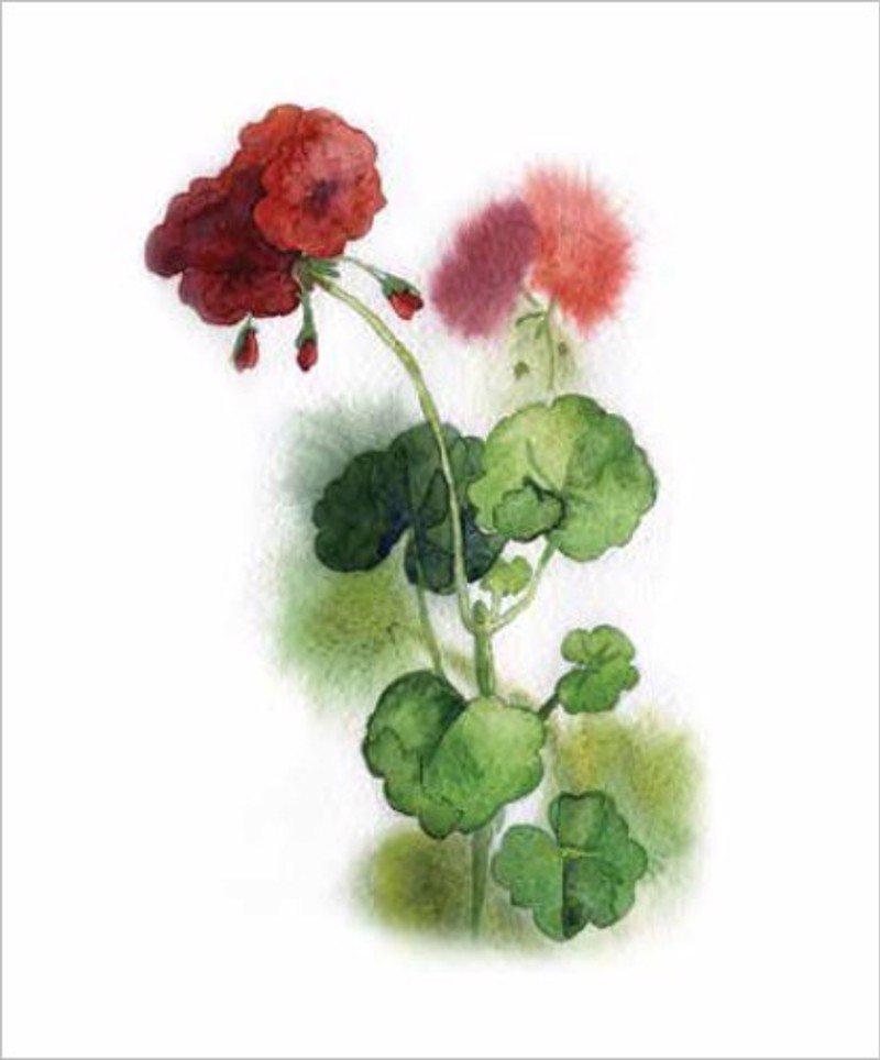 ΡΟΛΕΡ ΜΕ ΨΗΦΙΑΚΗ ΕΚΤΥΠΩΣΗ 'ΛΟΥΛΟΥΔΙΑ' E200