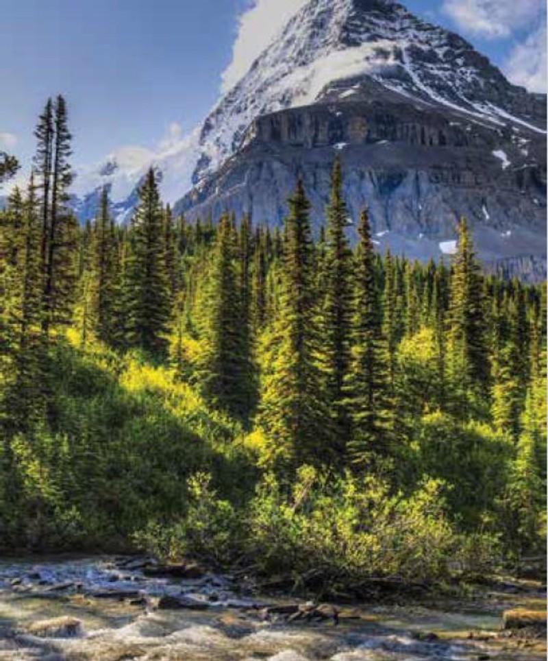 ΡΟΛΕΡ ΜΕ ΨΗΦΙΑΚΗ ΕΚΤΥΠΩΣΗ 'ΟΡΕΙΝΟ ΤΟΠΙΟ' E219