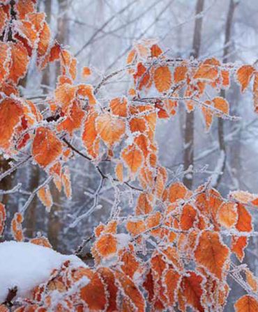ΡΟΛΕΡ ΜΕ ΨΗΦΙΑΚΗ ΕΚΤΥΠΩΣΗ 'ΠΑΓΩΜΕΝΑ ΦΥΛΛΑ' E221