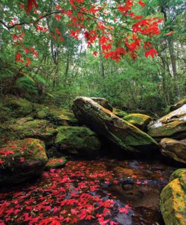 ΡΟΛΕΡ ΜΕ ΨΗΦΙΑΚΗ ΕΚΤΥΠΩΣΗ 'ΤΟΠΙΟ' E224