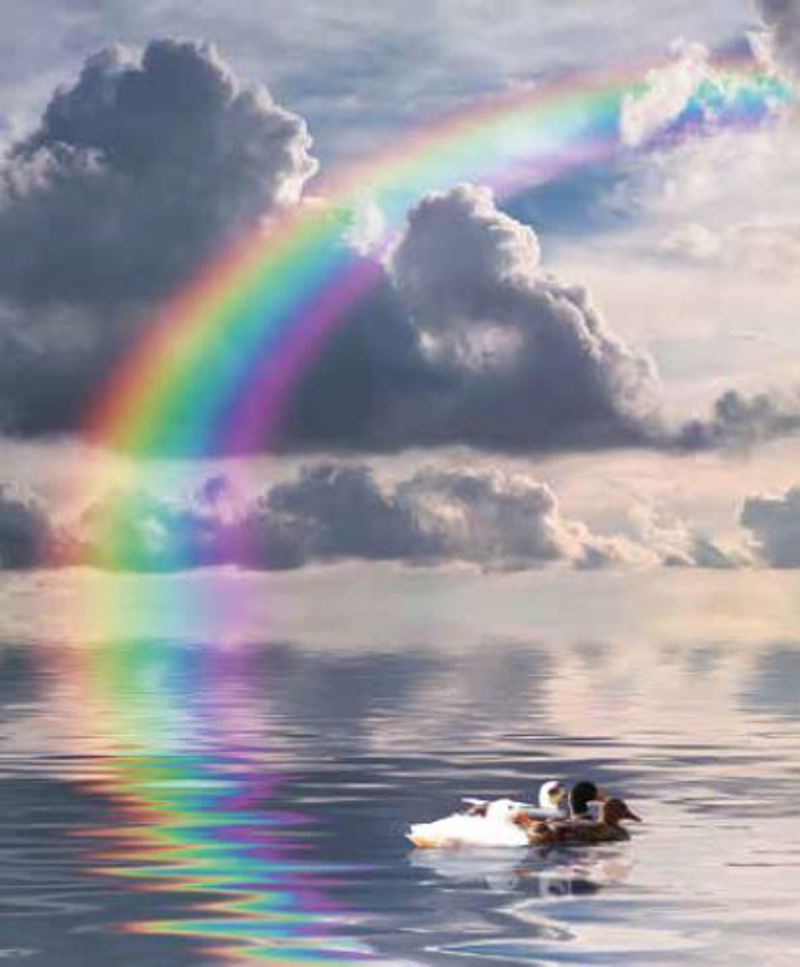 Ρόλερ με Ψηφιακή Εκτύπωση 'Ουράνιο Τόξο' E385