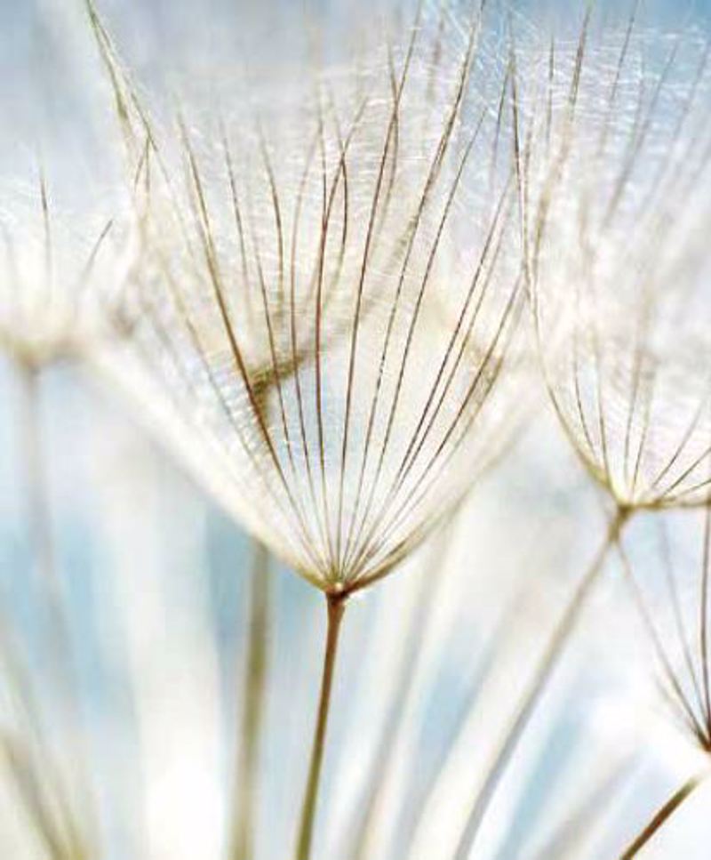 Ρόλερ με Ψηφιακή Εκτύπωση Πικραλίδες 'Dandelion Flowers