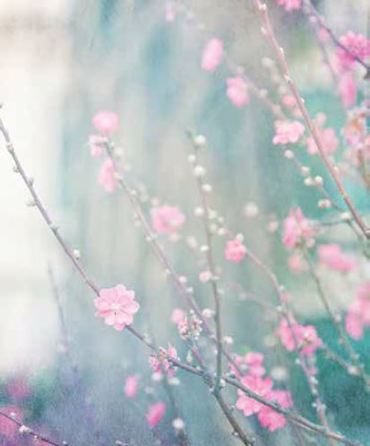 Ρόλερ με Ψηφιακή Εκτύπωση 'Ανθισμένα Κλαδιά' E389