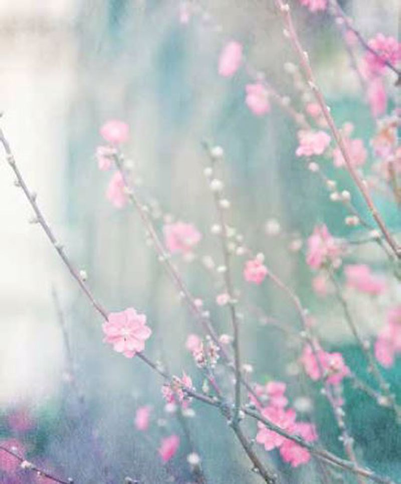 Ρόλερ με Ψηφιακή Εκτύπωση 'Ανθισμένα Κλαδιά' E389