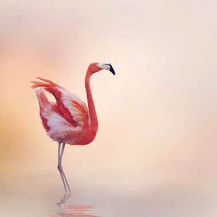Roler me Psifiaki Ektuposi 'Flamingo' E397