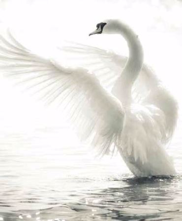 Ρόλερ με Ψηφιακή Εκτύπωση 'Κύκνος' E398