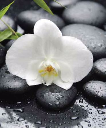 Ρόλερ με Ψηφιακή Εκτύπωση 'White Blossom' E399