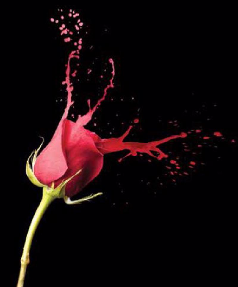 Ρόλερ με Ψηφιακή Εκτύπωση Τριαντάφυλλο 'Splashing Red' 