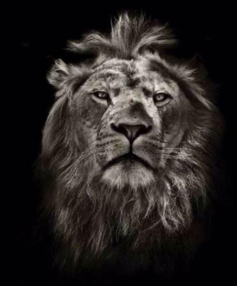 Ρόλερ με Ψηφιακή Εκτύπωση 'Λιοντάρι' E404