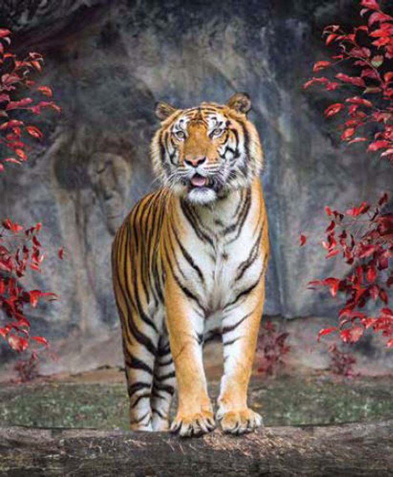 Ρόλερ με Ψηφιακή Εκτύπωση 'Τίγρη' E406