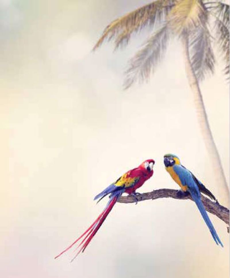 Ρόλερ με Ψηφιακή Εκτύπωση 'Παπαγάλοι' E409