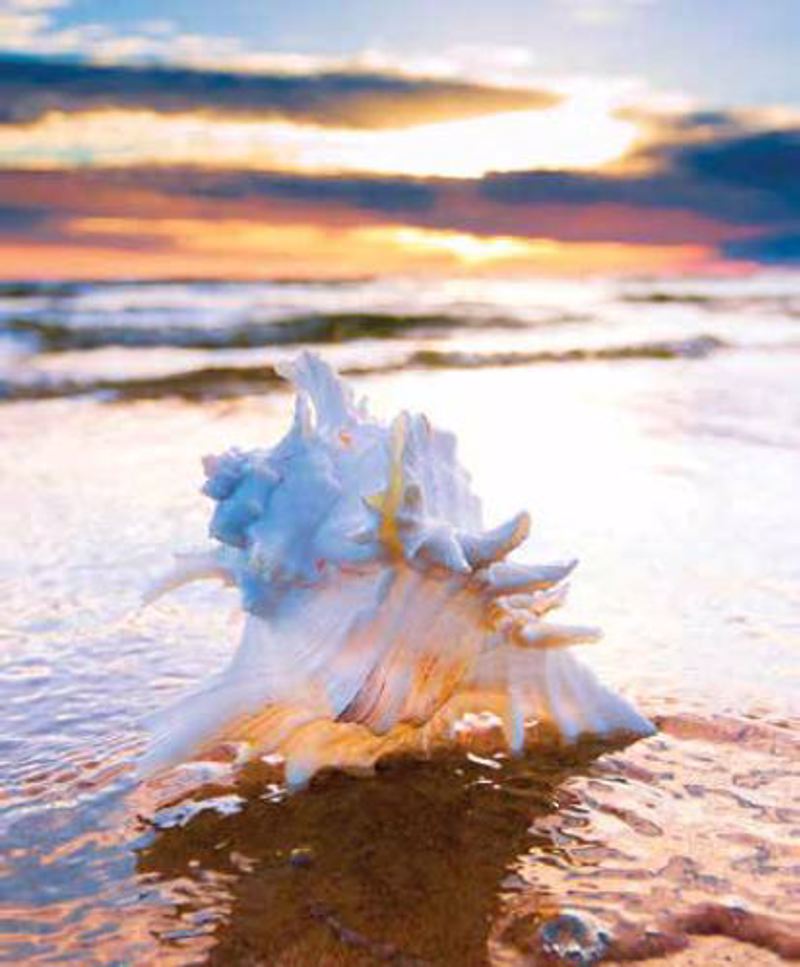 Ρόλερ με Ψηφιακή Εκτύπωση 'Κοχύλι' E413