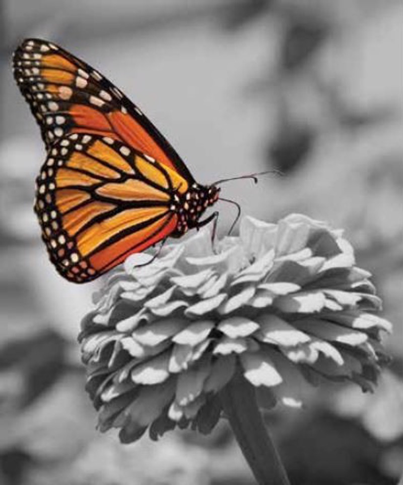 Ρόλερ με Ψηφιακή Εκτύπωση Πεταλούδα 'Monarch Butterfly'