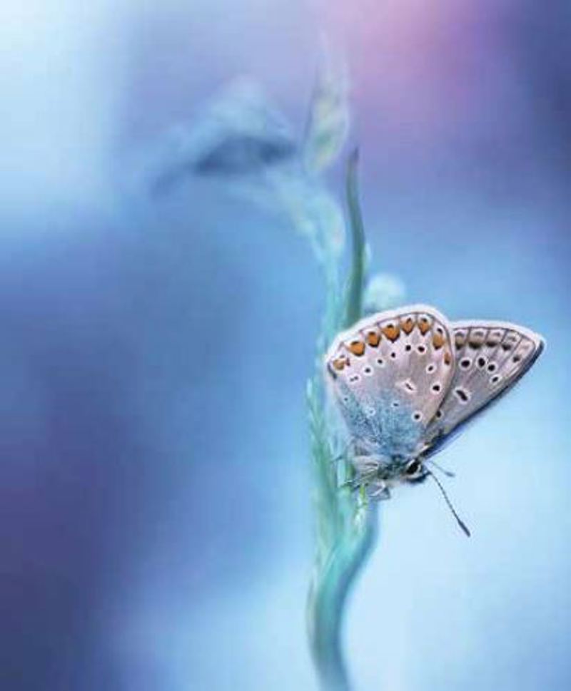 Ρόλερ με Ψηφιακή Εκτύπωση Πεταλούδα 'Delicate Blue' E41