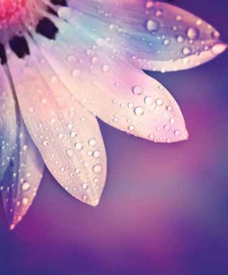 Ρόλερ με Ψηφιακή Εκτύπωση Λουλούδι 'White Gerbera' E420