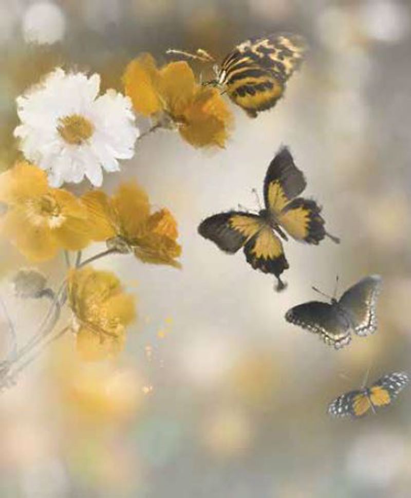 Ρόλερ με Ψηφιακή Εκτύπωση 'Watercolor Butterflies' E422