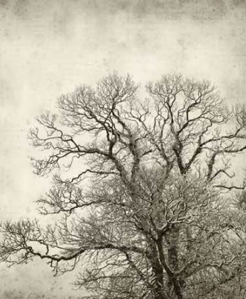 Κουρτίνες, στόρια agiovlasitishome - ΣΗΜΑΝΤΙΚΟ: Σε περίπτωση διαφοράς τιμής από το κατάστημα ισχύει παντα και μόνο η τιμή του καταστήματος Ρόλερ με Ψηφιακή Εκτύπωση Vintage 'Φυλλοβόλο Δέντρο' E4