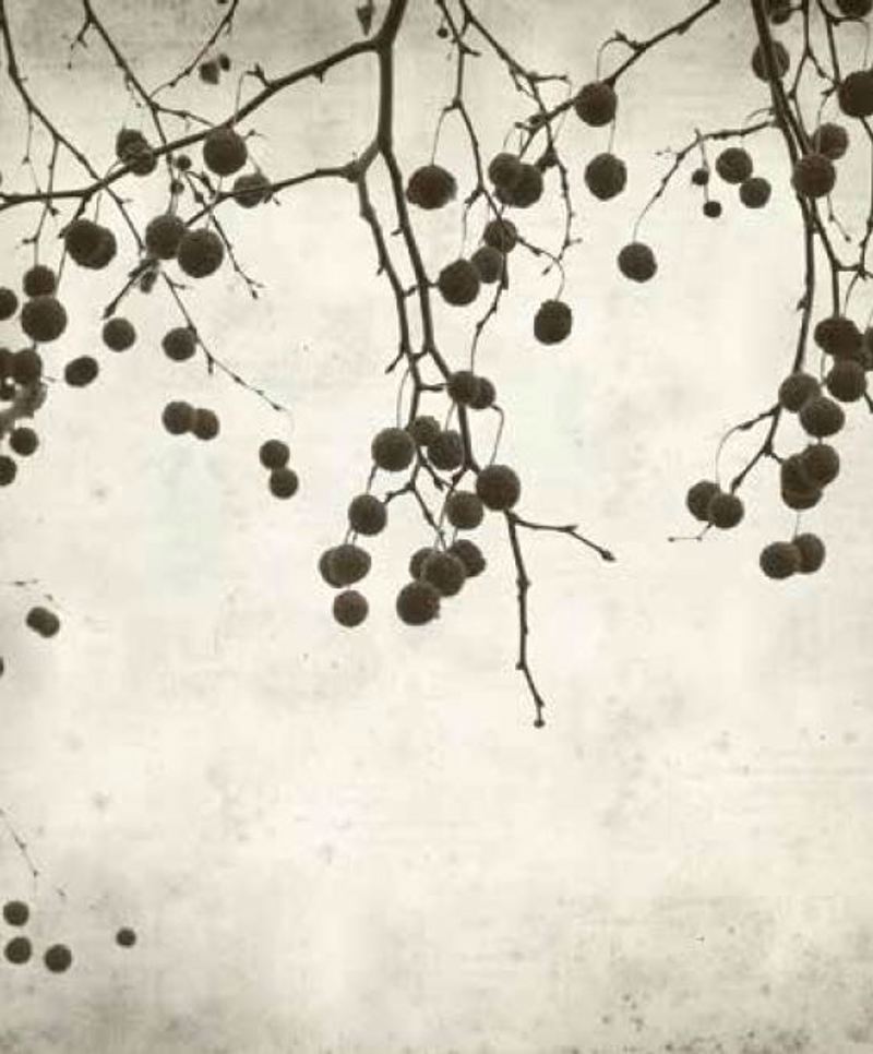 Κουρτίνες, στόρια agiovlasitishome - ΣΗΜΑΝΤΙΚΟ: Σε περίπτωση διαφοράς τιμής από το κατάστημα ισχύει παντα και μόνο η τιμή του καταστήματος Ρόλερ με Ψηφιακή Εκτύπωση Vintage 'Winter Branches' E44