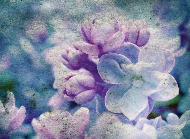 Κουρτίνες, στόρια agiovlasitishome - ΣΗΜΑΝΤΙΚΟ: Σε περίπτωση διαφοράς τιμής από το κατάστημα ισχύει παντα και μόνο η τιμή του καταστήματος Ρόλερ με Ψηφιακή Εκτύπωση 'Spring Lilac' E453