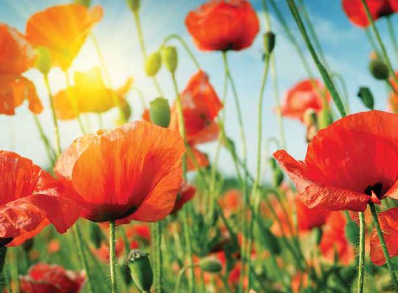 Ρόλερ με Ψηφιακή Εκτύπωση 'Τοπίο με Παπαρούνες' E454