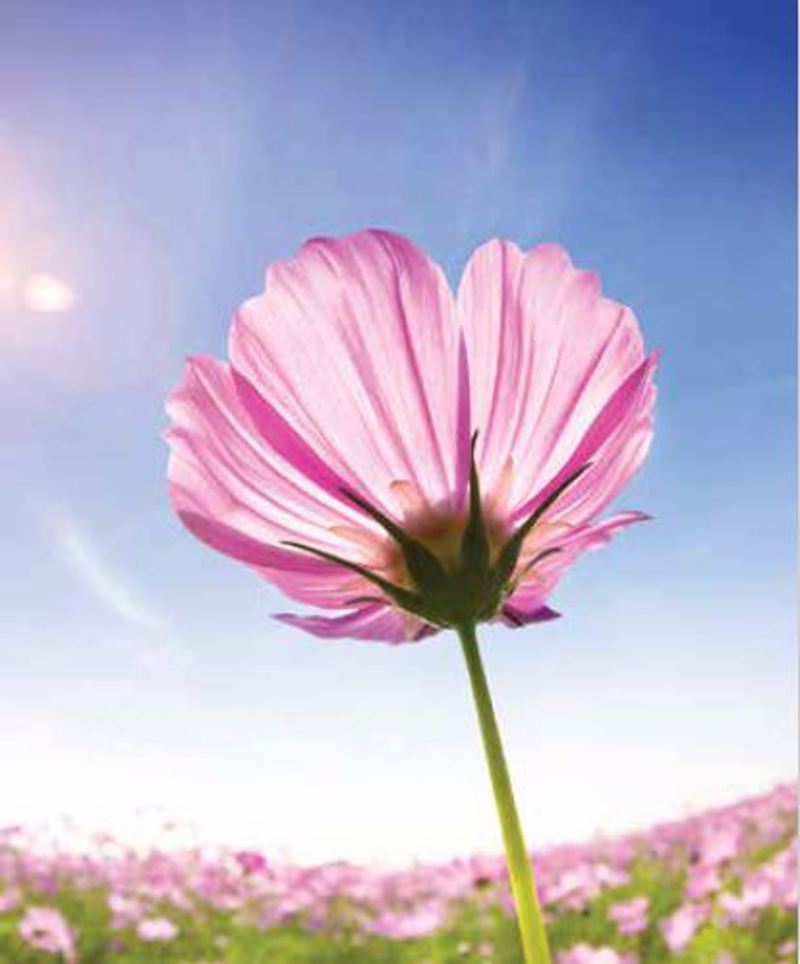 Ρόλερ με Ψηφιακή Εκτύπωση Λουλούδι 'Cosmos Blossom' E45