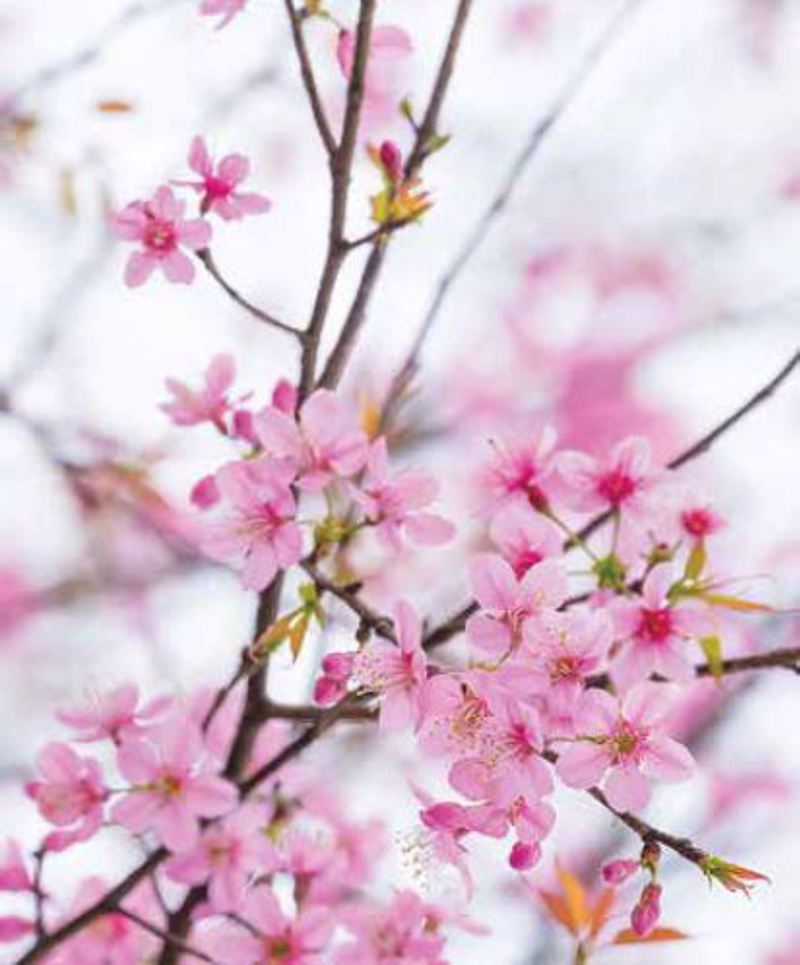 Anartisi - ΣΗΜΑΝΤΙΚΟ: Σε περίπτωση διαφοράς τιμής από το κατάστημα ισχύει παντα και μόνο η τιμή του καταστήματος Ρόλερ με Ψηφιακή Εκτύπωση 'Cherry Blossom' E456